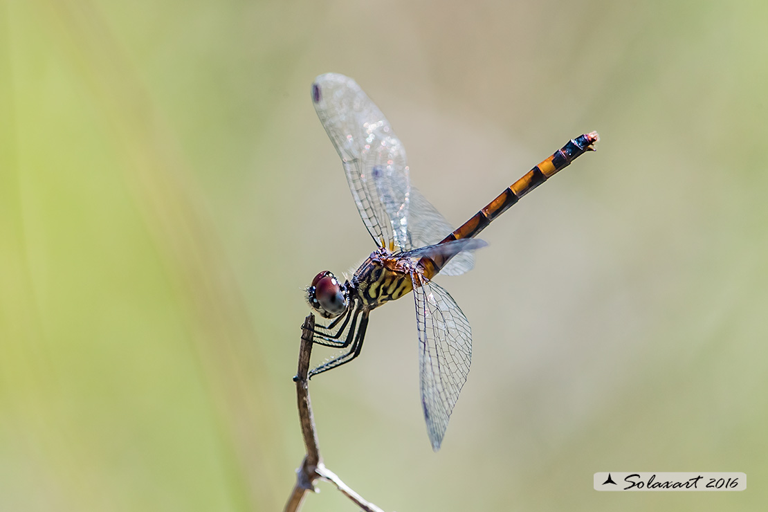 Erythrodiplax berenice :   Seaside Dragonlet (female)