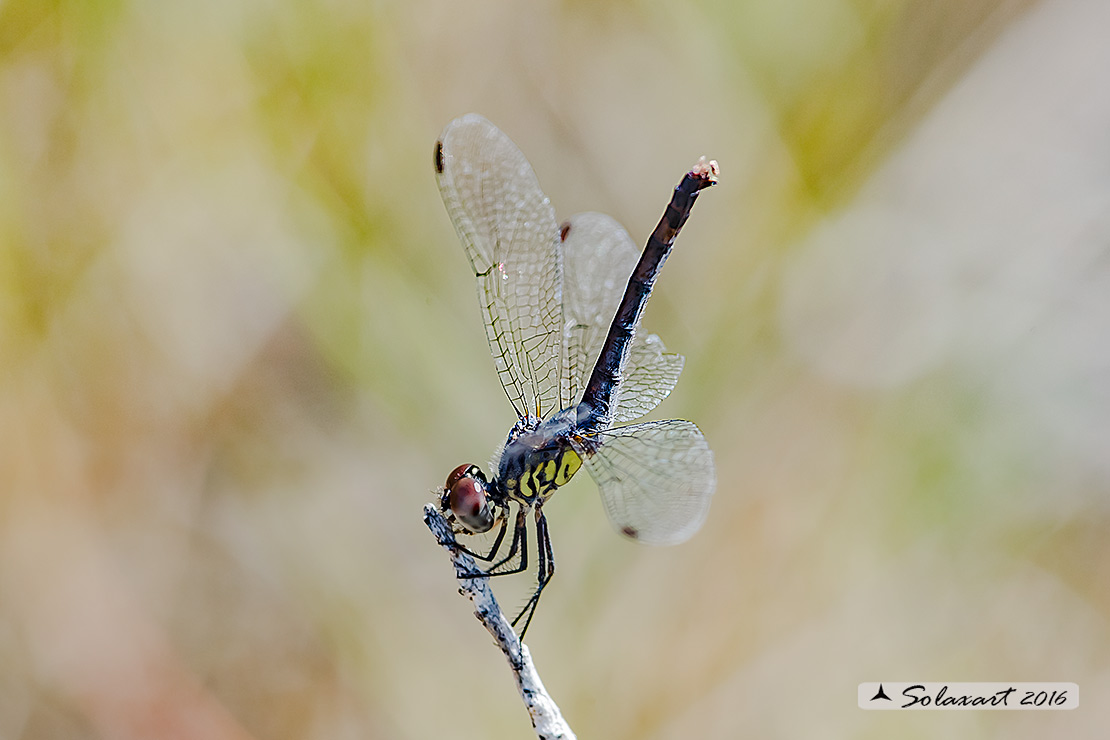 Erythrodiplax berenice :   Seaside Dragonlet (female)