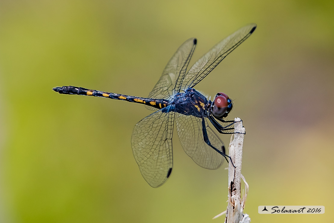 Erythrodiplax berenice :   Seaside Dragonlet (juvenile male)