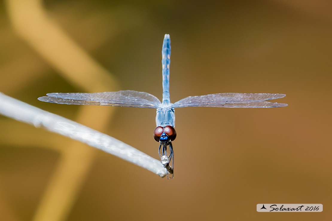 Erythrodiplax berenice :   Seaside Dragonlet (male)