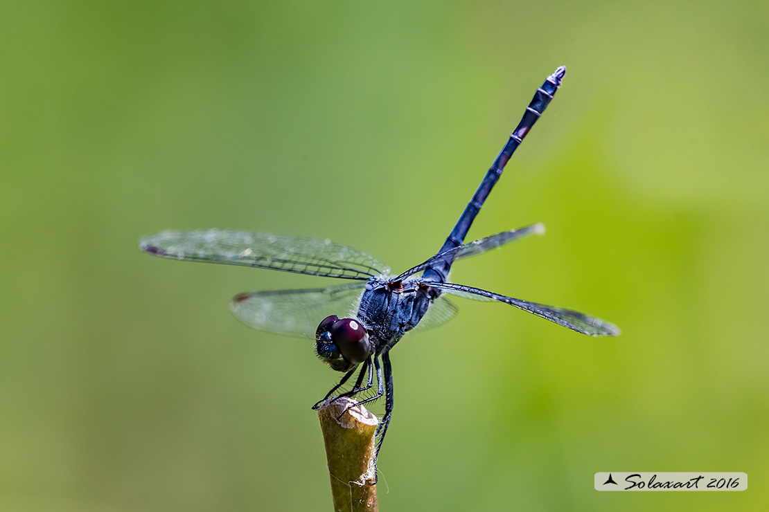 Erythrodiplax berenice :   Seaside Dragonlet (male)