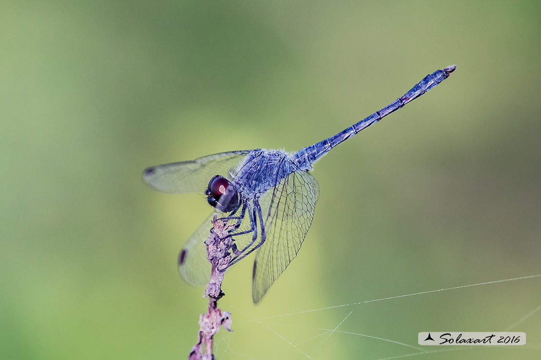 Erythrodiplax berenice :   Seaside Dragonlet (male)