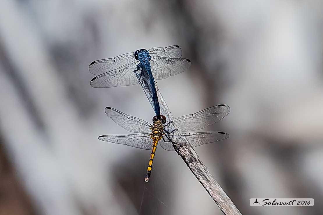 Erythrodiplax berenice :   Seaside Dragonlet (tandem - guarding)