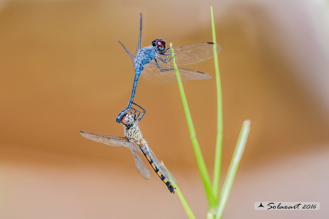 Erythrodiplax berenice :   Seaside Dragonlet (tandem - guarding)