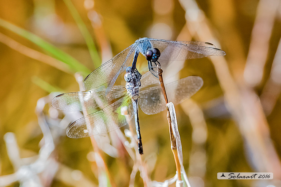 Erythrodiplax berenice :   Seaside Dragonlet (tandem - guarding)