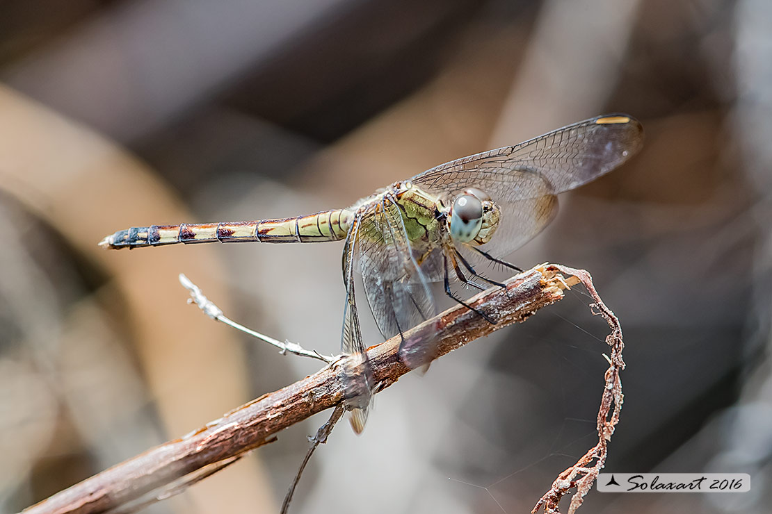 Erythrodiplax fervida
