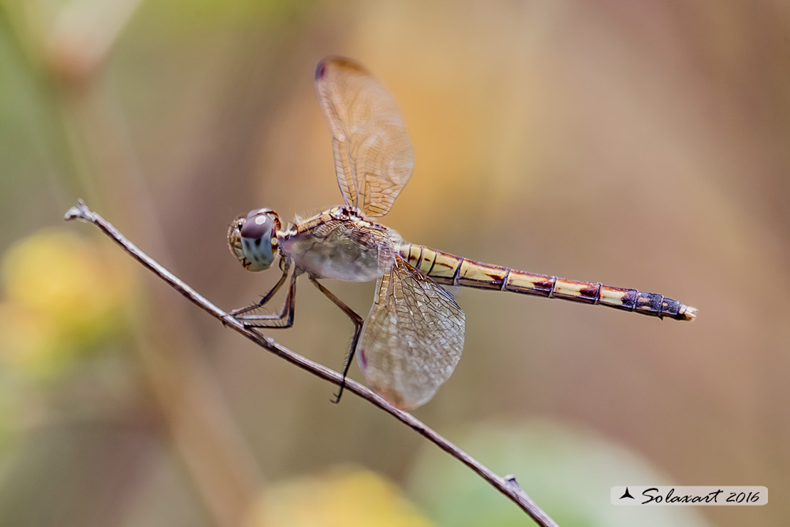 Erythrodiplax fervida