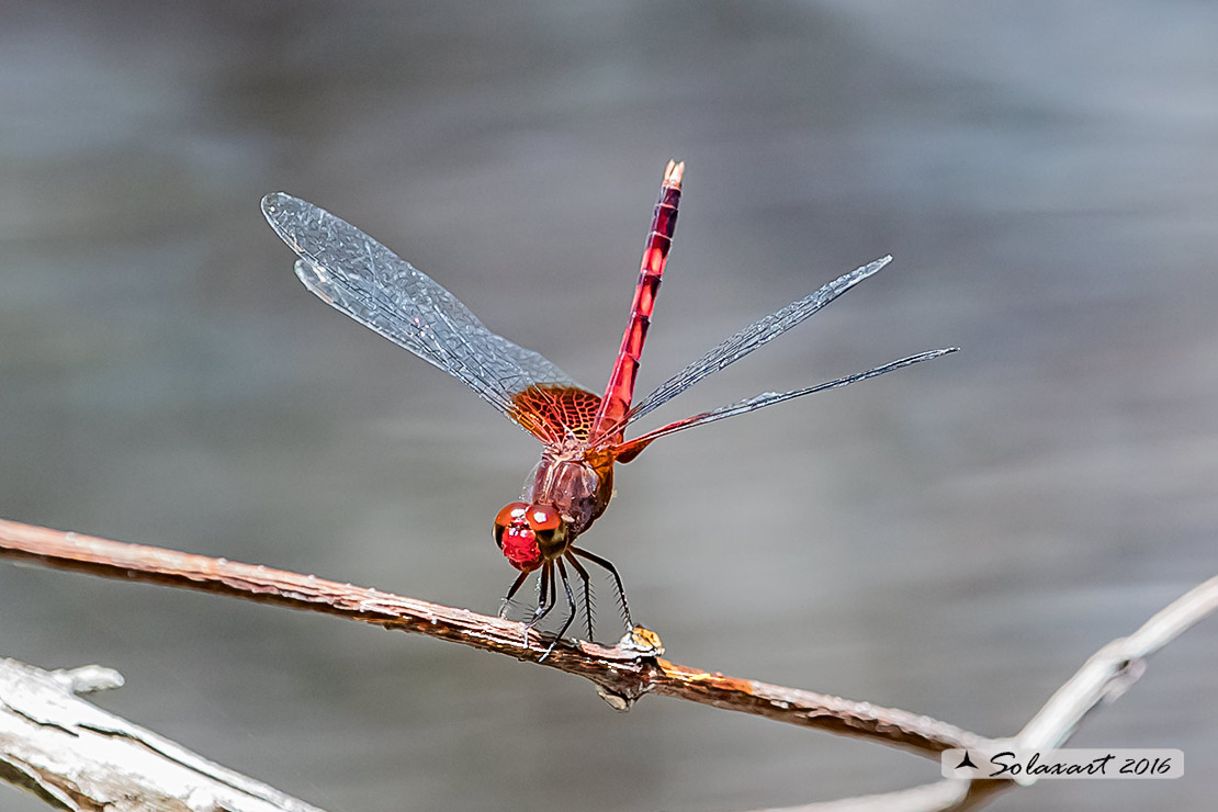 Erythrodiplax fervida