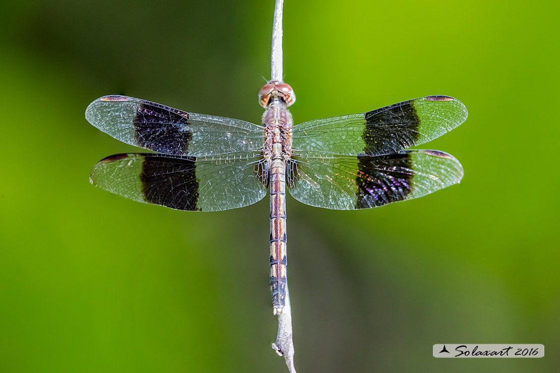 Erythrodiplax umbrata :     Band-winged Dragonlet (female)