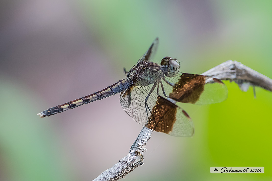 Erythrodiplax umbrata :     Band-winged Dragonlet (female)