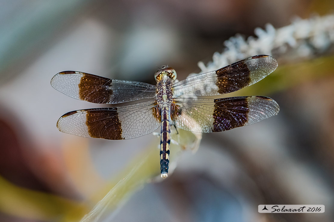 Erythrodiplax umbrata :     Band-winged Dragonlet (female)