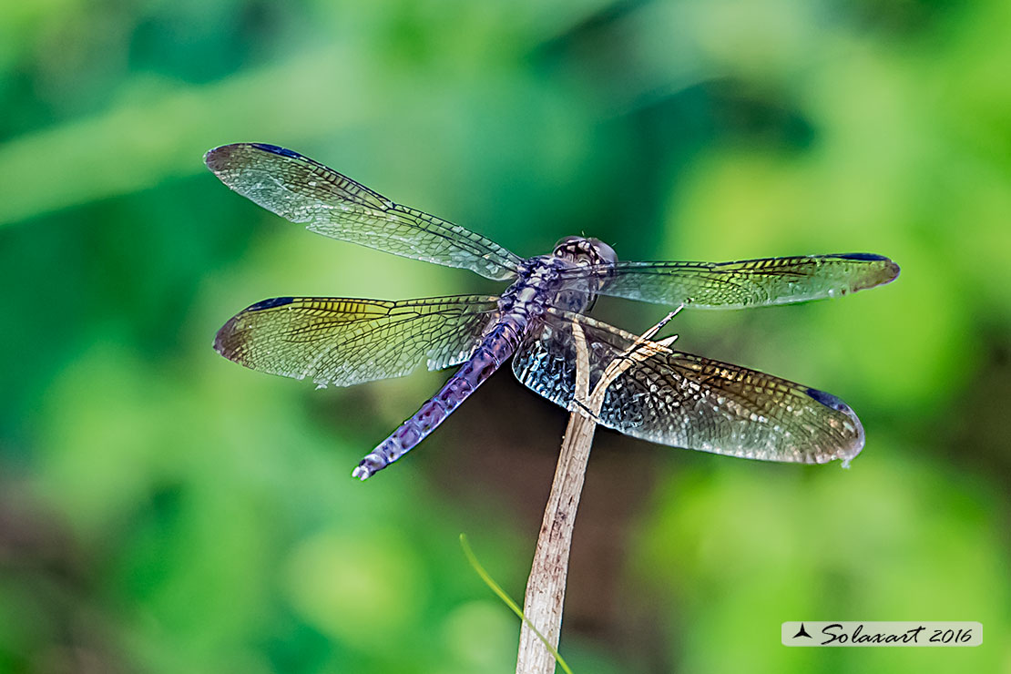 Erythrodiplax umbrata :     Band-winged Dragonlet (old female)