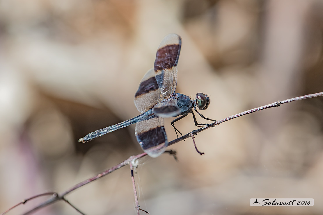 Erythrodiplax umbrata :     Band-winged Dragonlet (male)