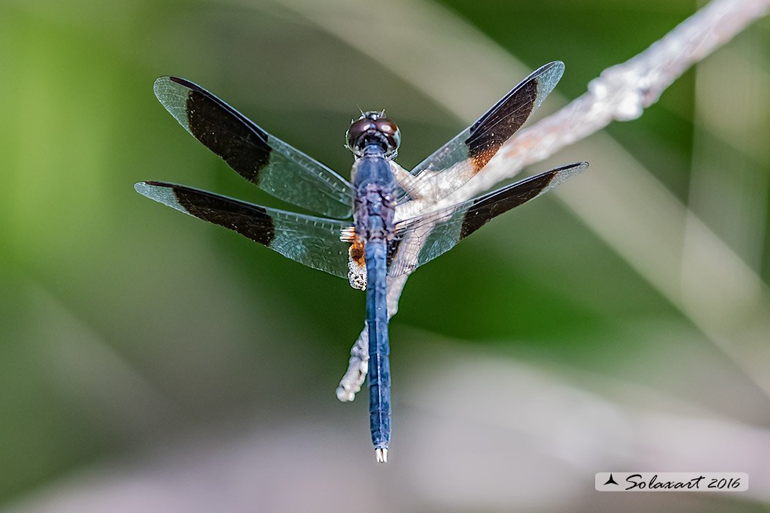 Erythrodiplax umbrata :     Band-winged Dragonlet (male)