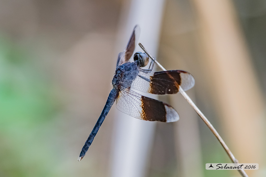 Erythrodiplax umbrata :     Band-winged Dragonlet (male)