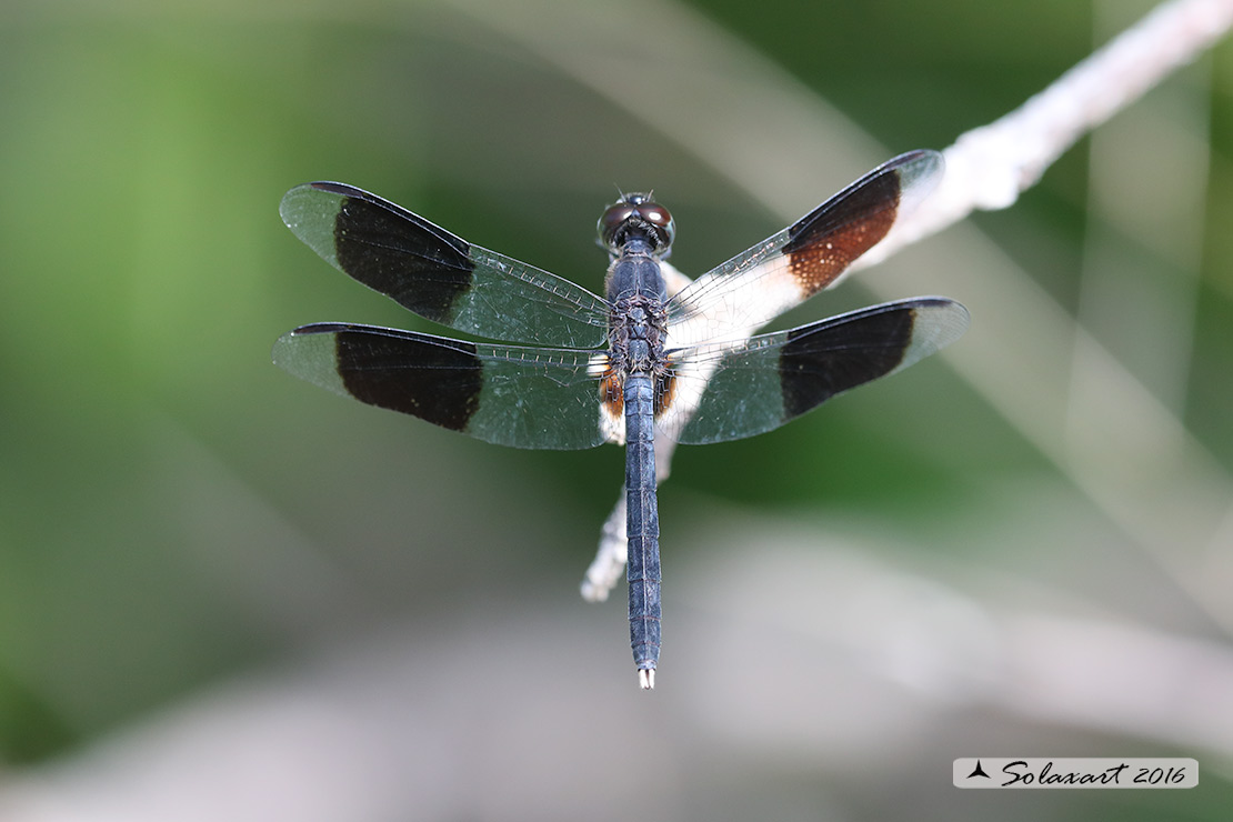 Erythrodiplax umbrata :     Band-winged Dragonlet (male)