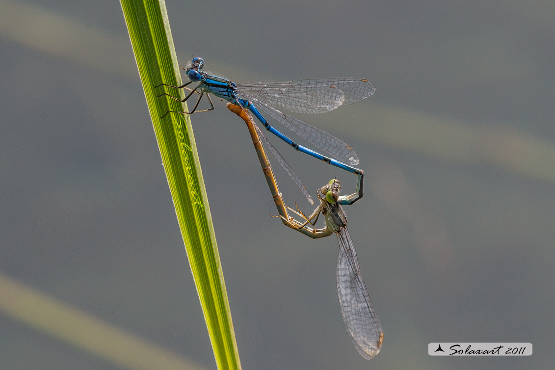 Sottordine : Zygoptera, famiglia: Coenagrionidae, specie: Erythromma lindenii - (copula)