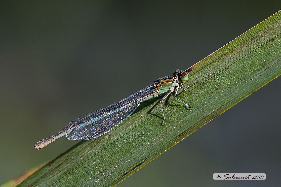 Erythromma lindenii (femminao) - Goblet-marked Damselfly female) - (femmina)