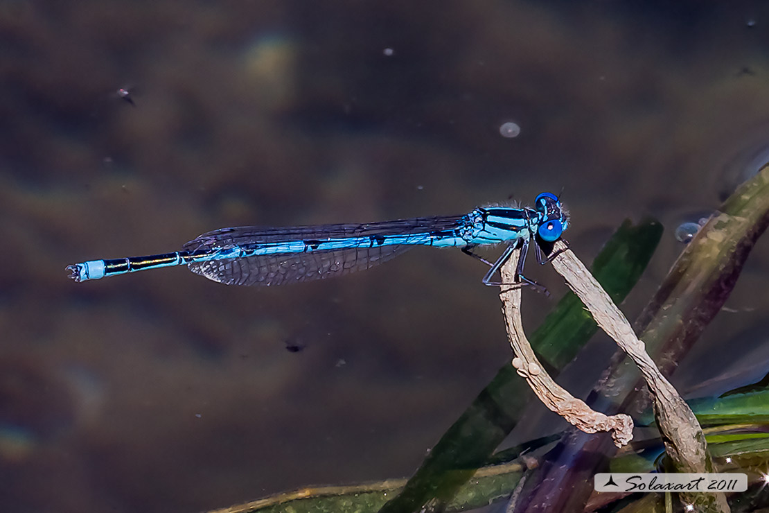 Erythromma lindenii (maschio ) - Goblet-marked Damselfly (male)