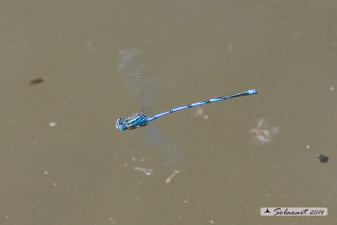 Erythromma lindenii (maschio ) - Goblet-marked Damselfly (male)