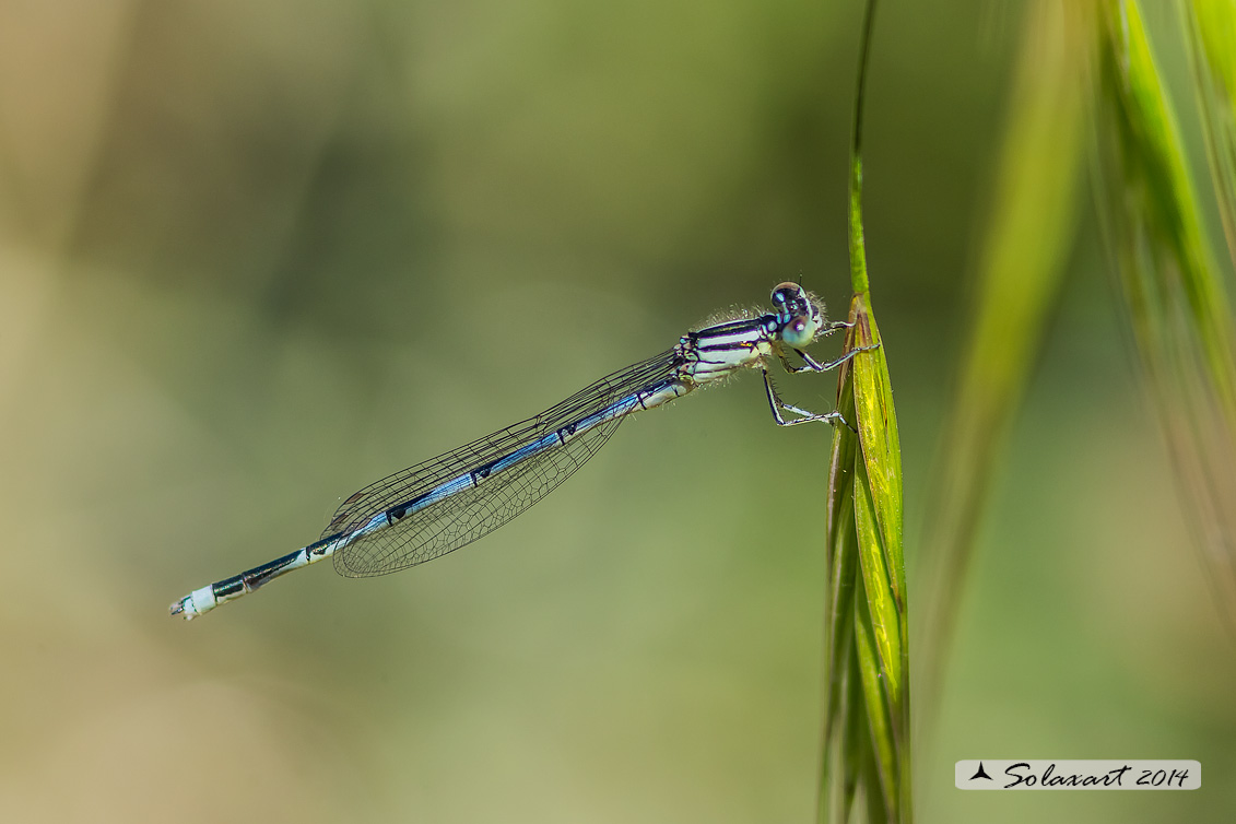 Erythromma lindenii (maschio ) - Goblet-marked Damselfly (male)