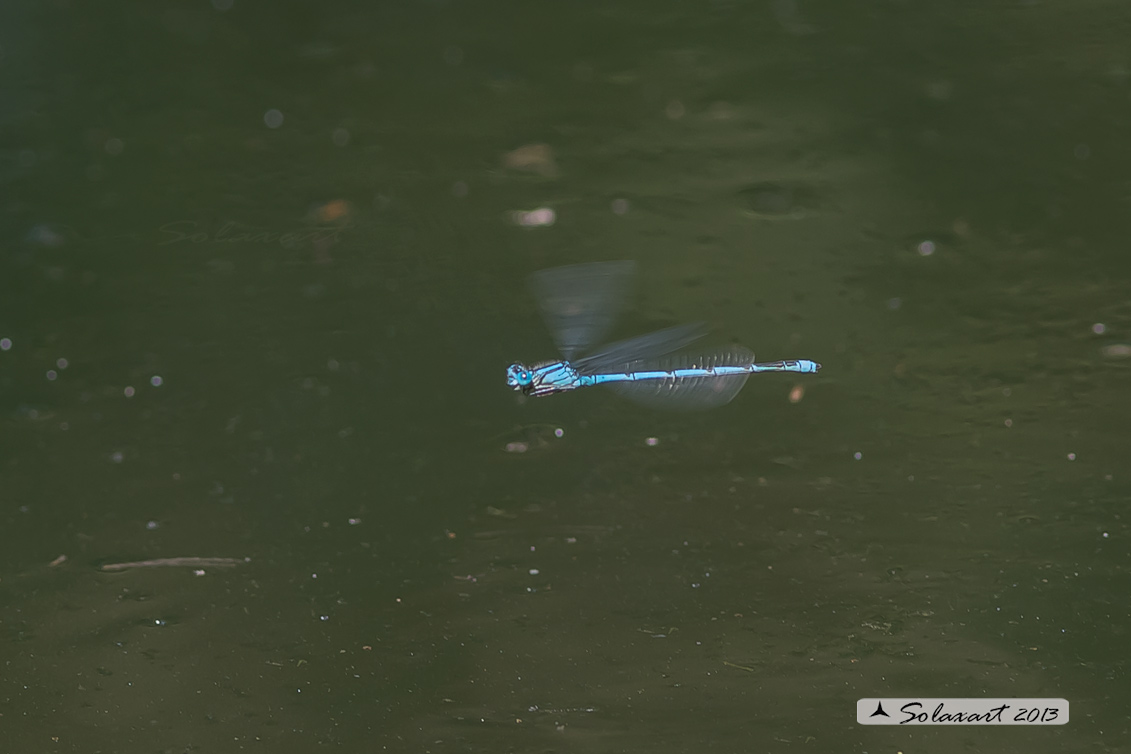 Erythromma lindenii (maschio ) - Goblet-marked Damselfly (male)