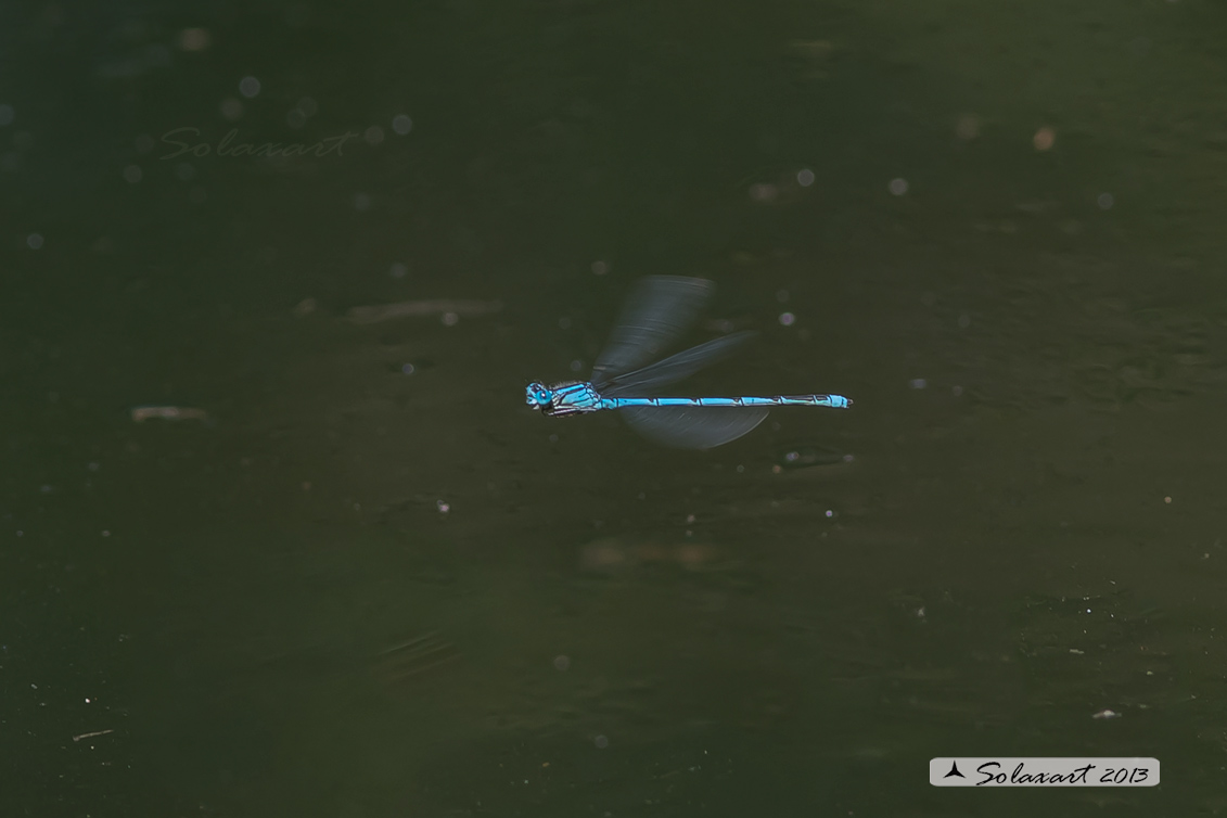 Erythromma lindenii (maschio ) - Goblet-marked Damselfly (male)