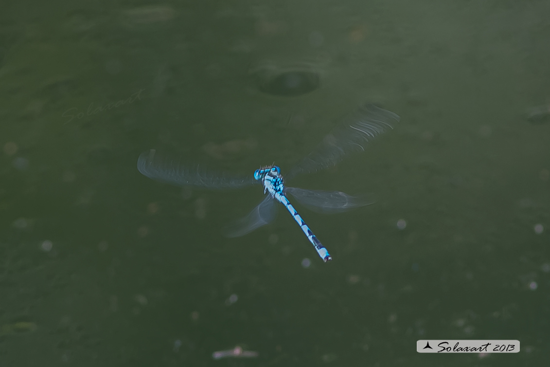 Erythromma lindenii (maschio ) - Goblet-marked Damselfly (male)