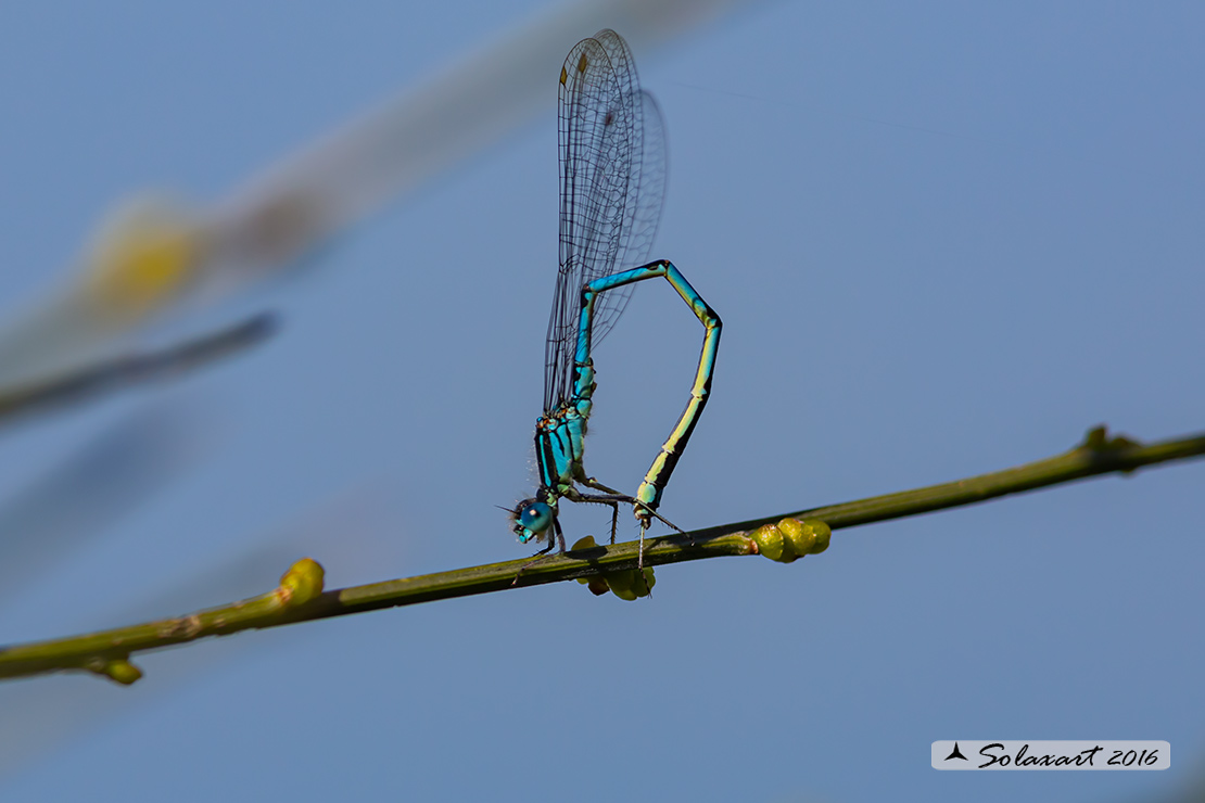 Erythromma lindenii: Azzurrina dubbia (maschio); Goblet-marked Damselfly (male)