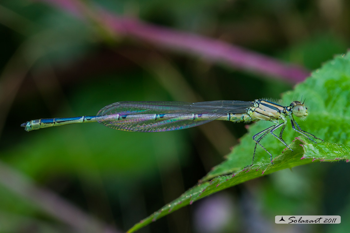 Coenagrionidae, specie: Erythromma lindenii - (maschio immaturo)