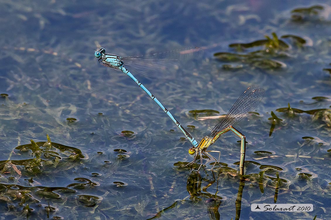Zygoptera, Erythromma lindenii; Goblet-marked Damselfly