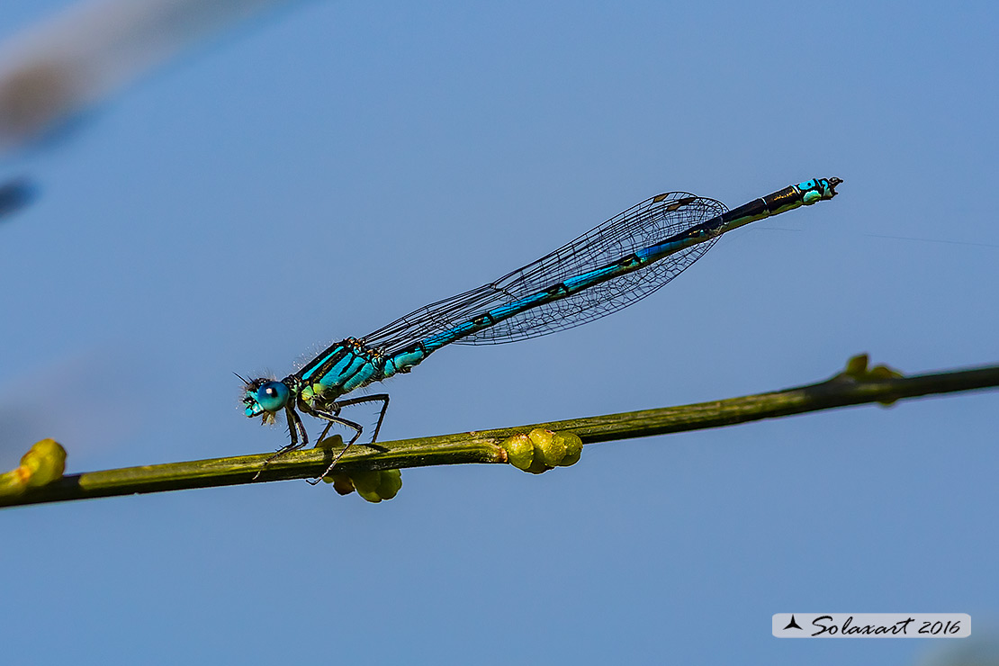 Erythromma lindenii: Azzurrina dubbia (maschio); Goblet-marked Damselfly (male)
