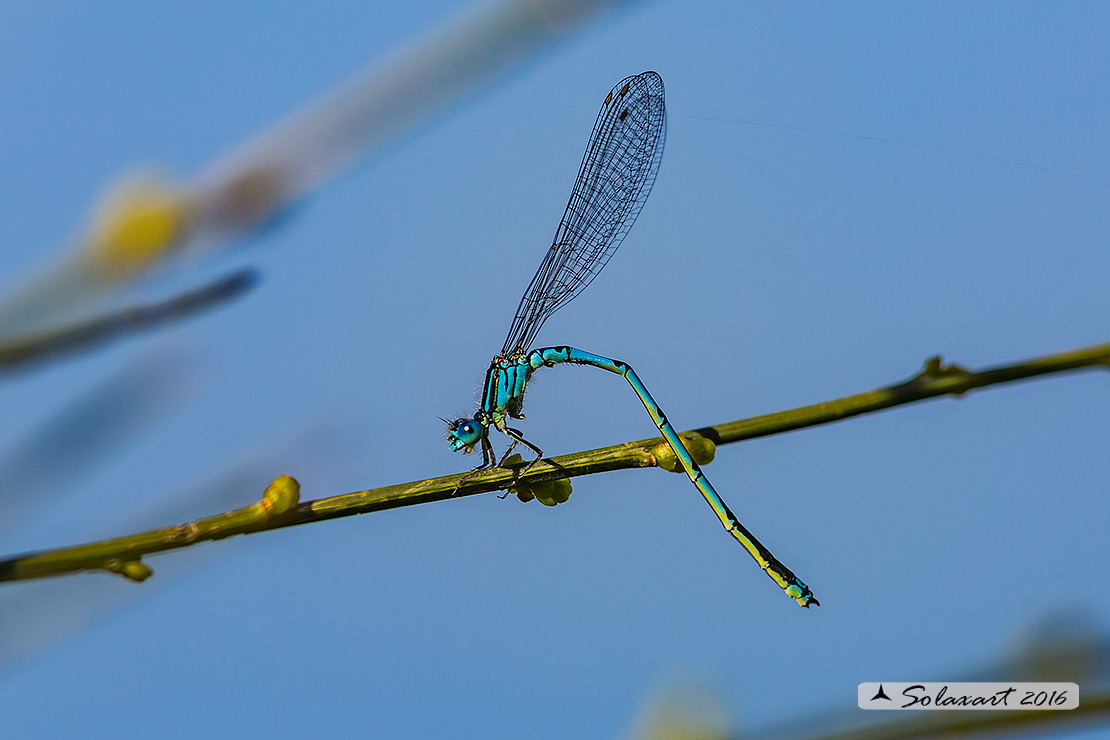 Erythromma lindenii: Azzurrina dubbia (maschio); Goblet-marked Damselfly (male)