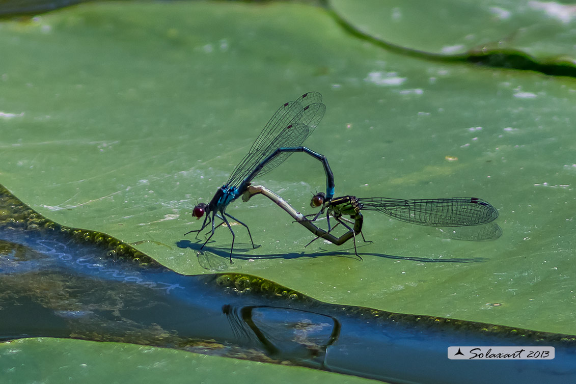 Erythromma najas  -  Red-eyed Damselfy 