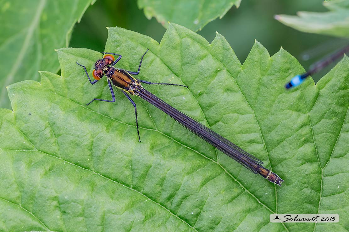 Erythromma najas  (femmina) - Red-eyed Damselfy  (female) 