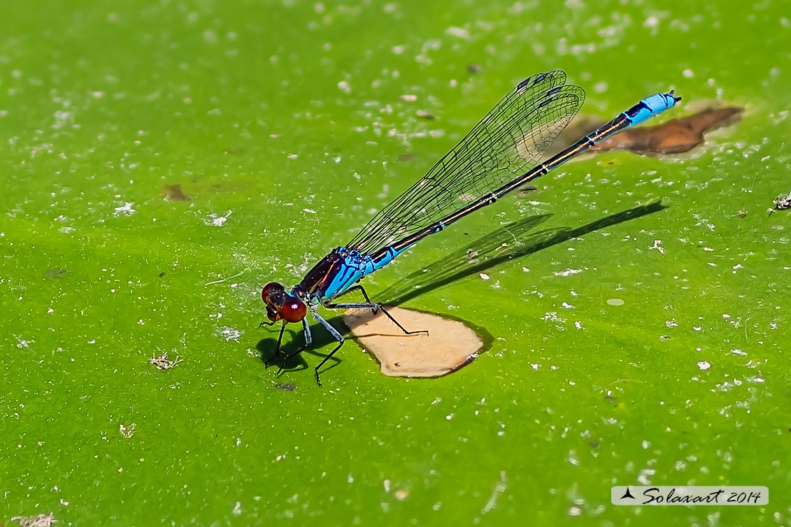 Erythromma najas  (maschio) - Red-eyed Damselfy  (male) 