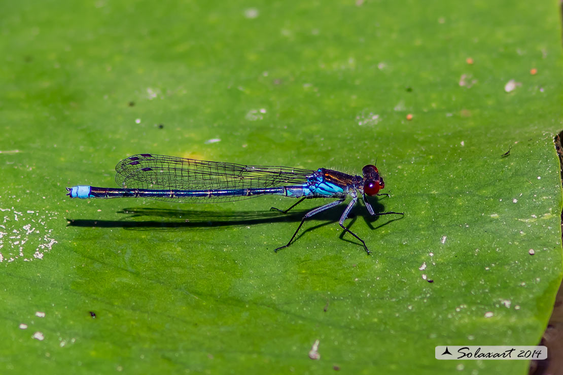 Erythromma najas: Occhirossi maggiore (maschio); Red-eyed Damselfly (male)