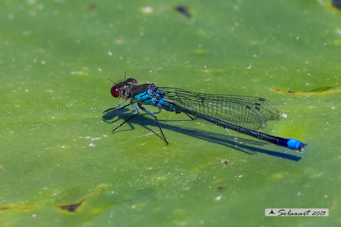 Erythromma najas  -  Red-eyed Damselfy - con parassiti