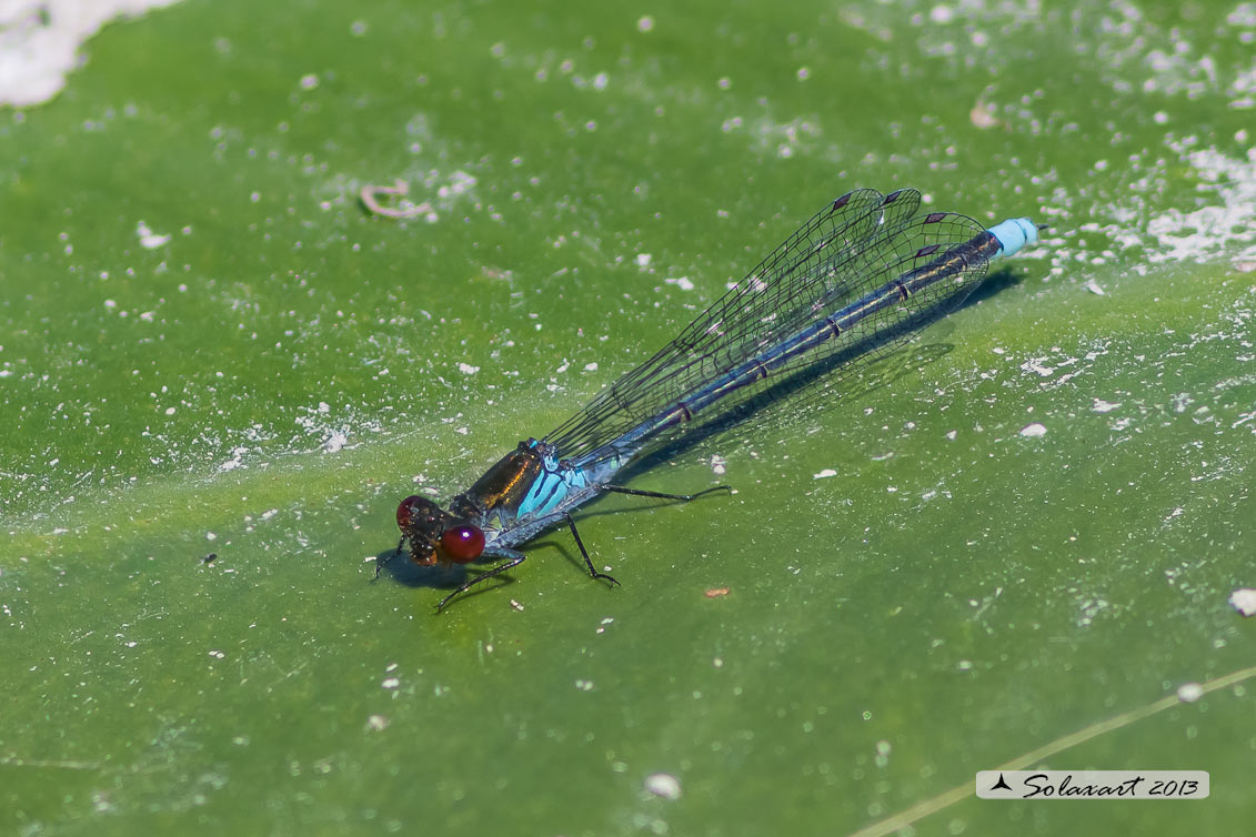 Erythromma najas  -  Red-eyed Damselfy 