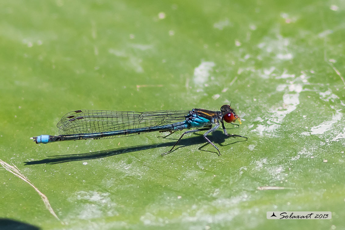 Erythromma najas  (maschio) - Red-eyed Damselfy  (male) 