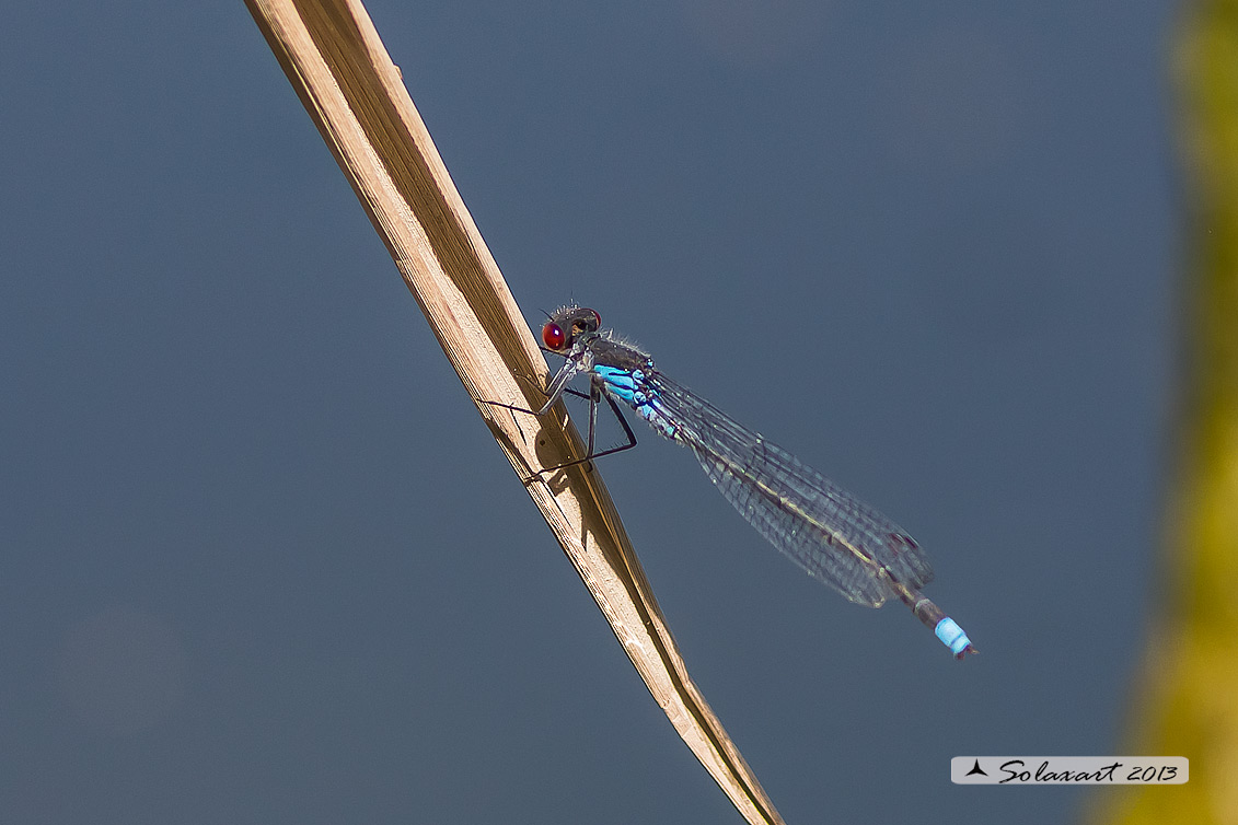 Erythromma najas  (maschio) - Red-eyed Damselfy  (male) 