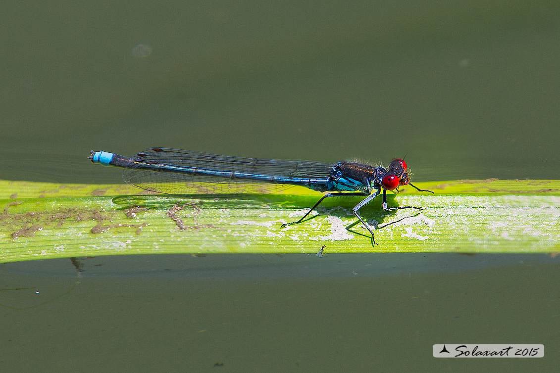 Erythromma najas  (maschio) - Red-eyed Damselfy  (male) 