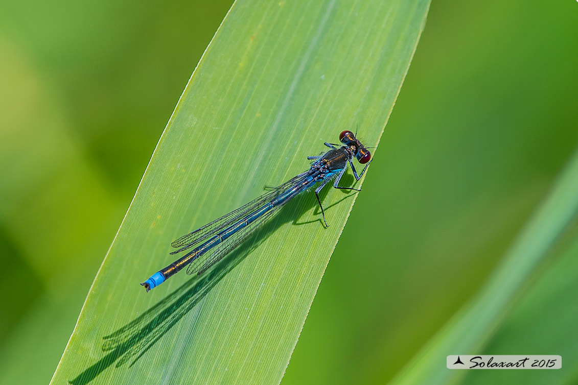 Erythromma najas  (maschio) - Red-eyed Damselfy  (male) 