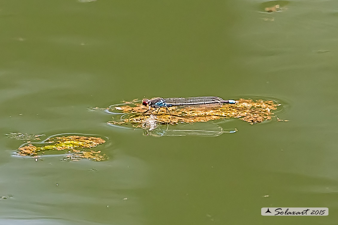 Erythromma najas  (maschio) - Red-eyed Damselfy  (male) 