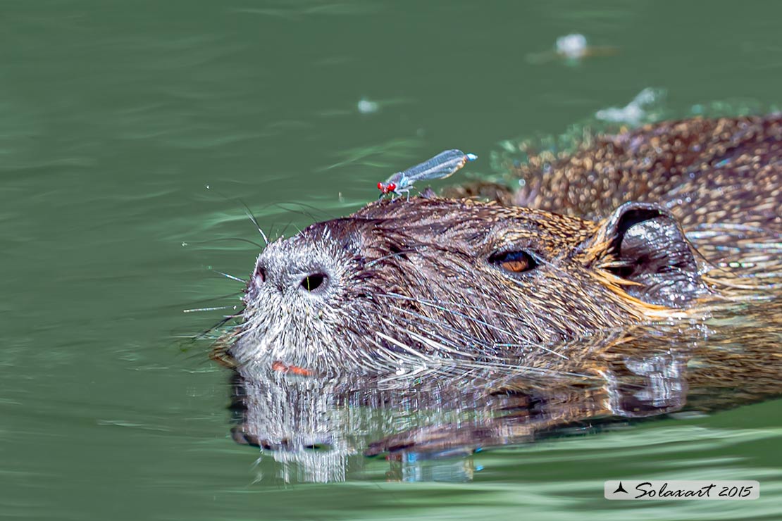 Erythromma najas  (maschio) - Red-eyed Damselfy  (male) 