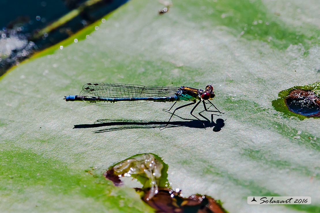 Erythromma najas: Occhirossi maggiore (maschio) - Red-eyed Damselfly  (male) 