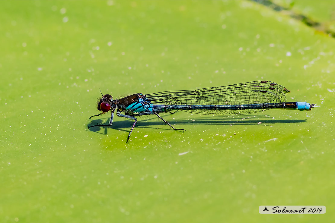 Erythromma najas  (maschio) - Red-eyed Damselfy  (male) 