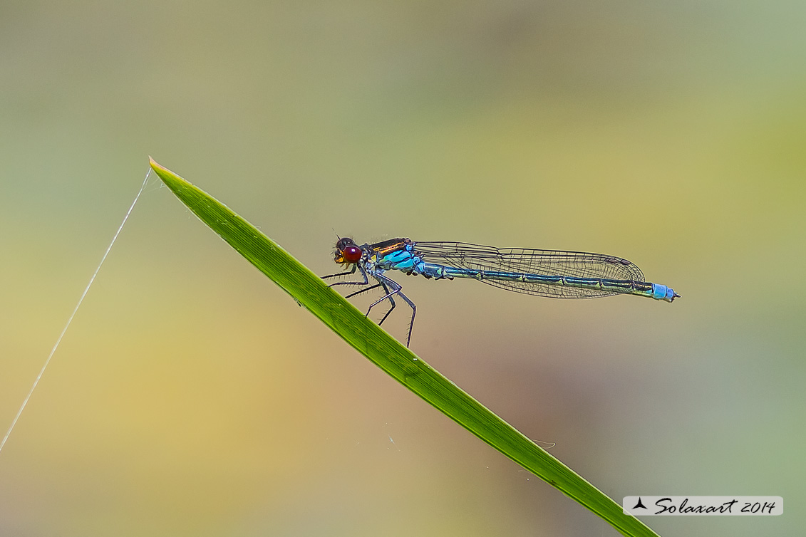 Erythromma najas  (maschio) - Red-eyed Damselfy  (male) 