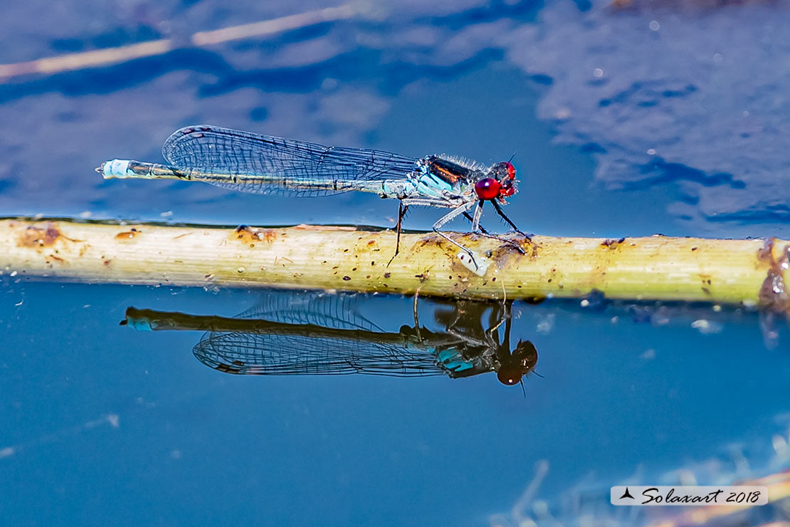 Erythromma najas: Occhirossi maggiore (maschio) - Red-eyed Damselfly  (male) 