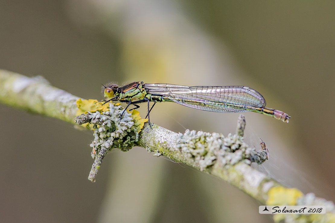 Erythromma najas  (maschio immaturo) - Red-eyed Damselfy  (juvenile male) 